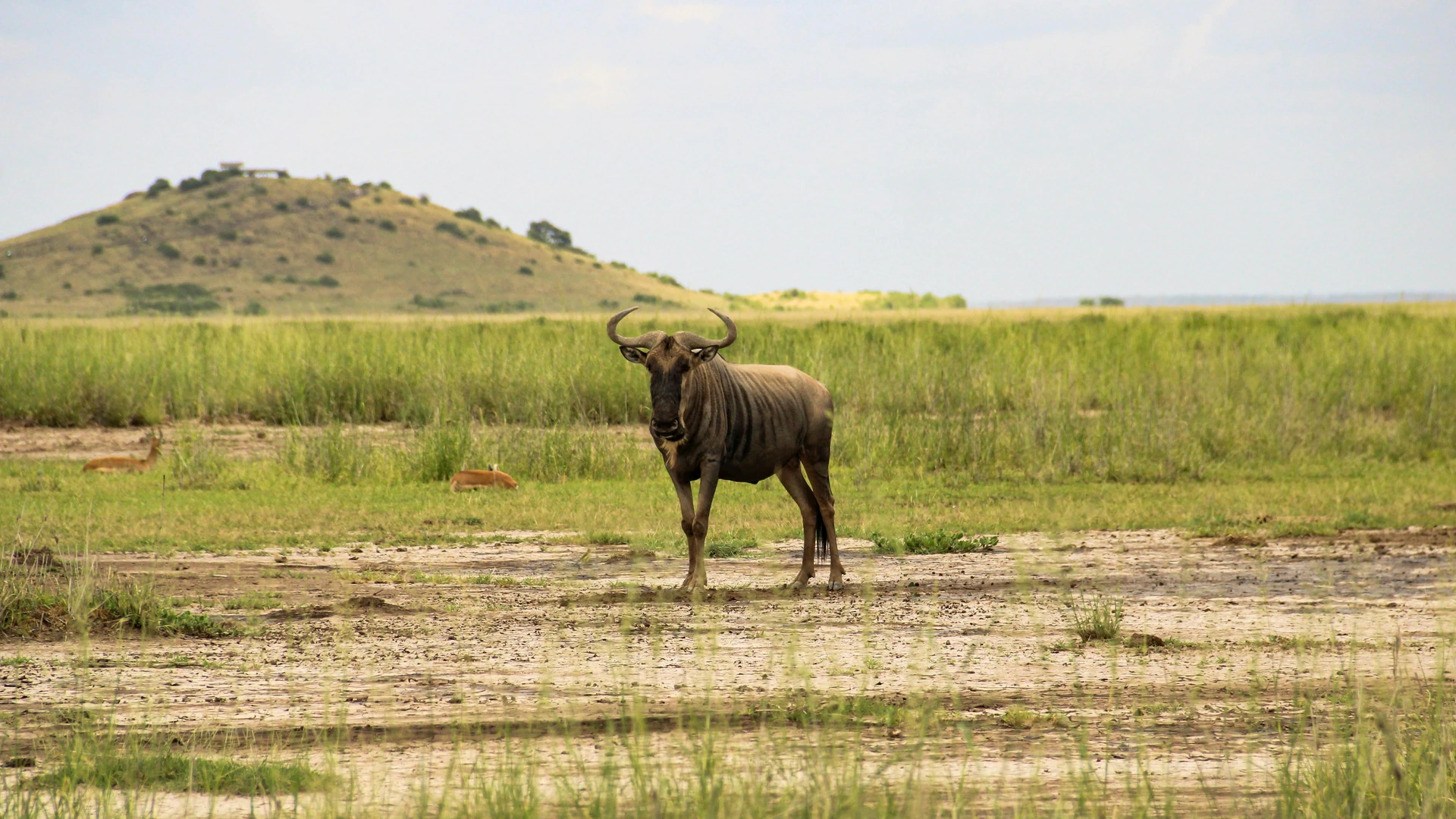Climate-Positive Development